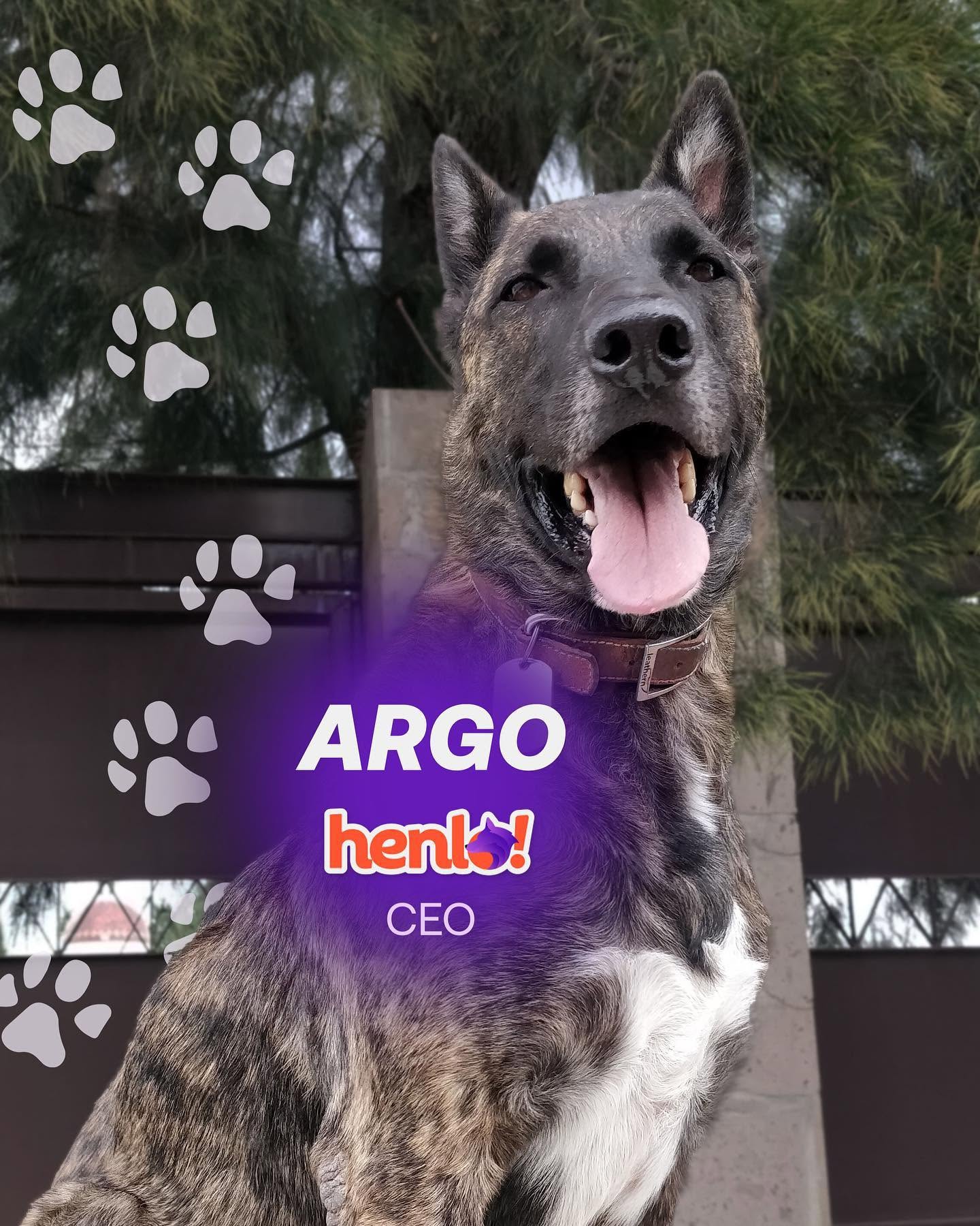 Argo, perro de pelaje oscuro con la lengua fuera. Sobre la foto aparece el texto «Argo, Henlo, CEO»