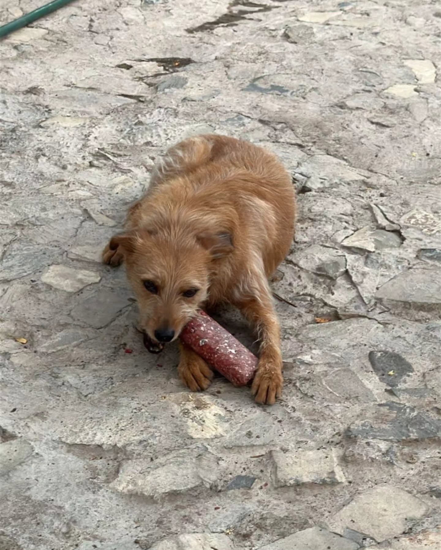 Perro color canela echado sobre un piso de piedra, mordiendo un rollo de alimento crudo